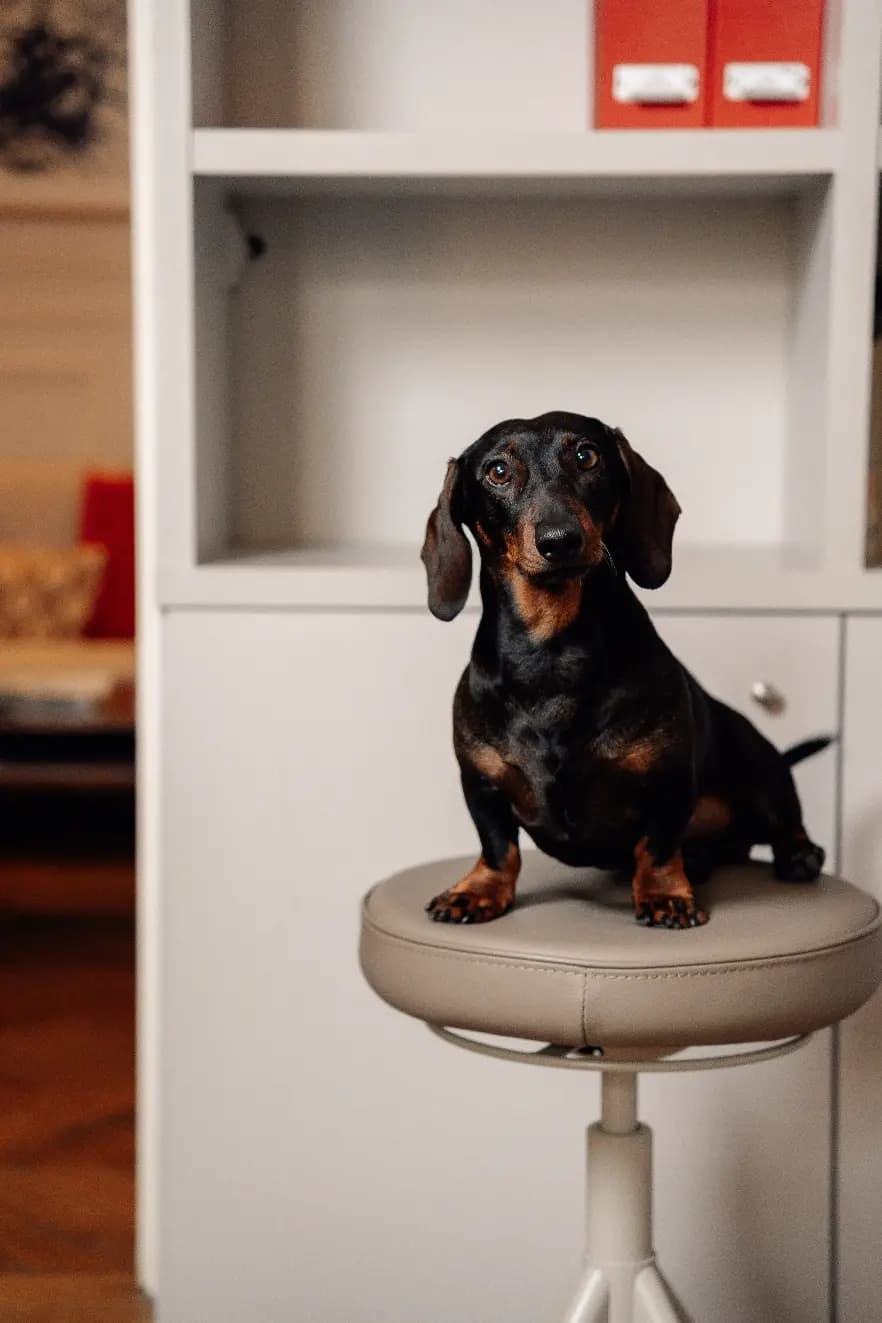 La mascotte de l'agence